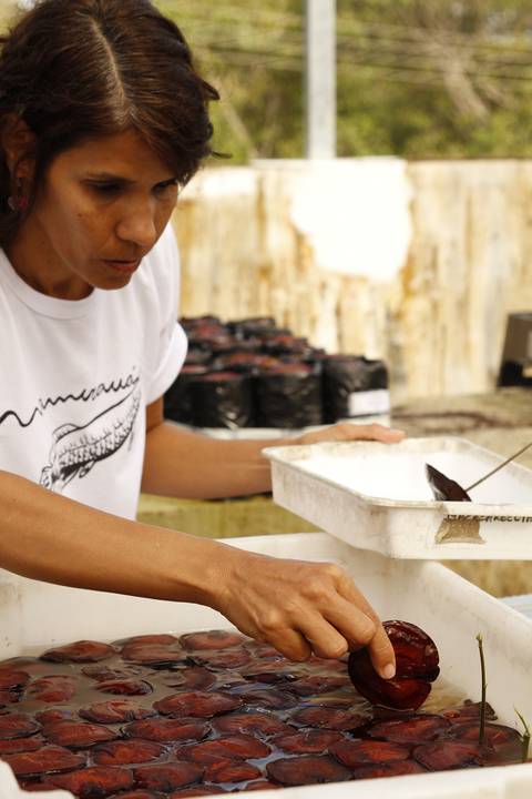 ECOLOGIA FLORESTAL  - IDSM - (INSTITUTO MAMIRAUÁ) - TEFÉ'