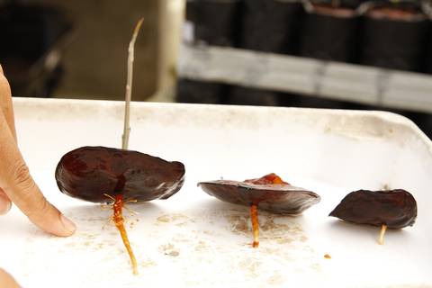 ECOLOGIA FLORESTAL  - IDSM - (INSTITUTO MAMIRAUÁ) - TEFÉ'