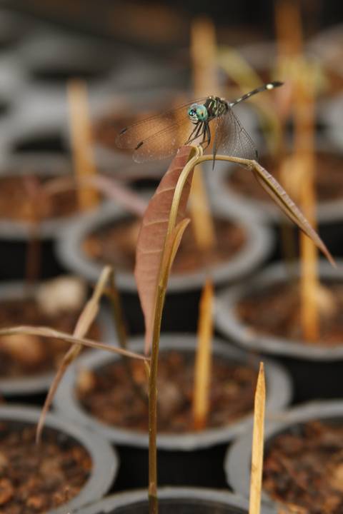 ECOLOGIA FLORESTAL  - IDSM - (INSTITUTO MAMIRAUÁ) - TEFÉ'
