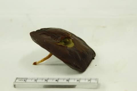 ECOLOGIA FLORESTAL  - IDSM - (INSTITUTO MAMIRAUÁ) - TEFÉ'