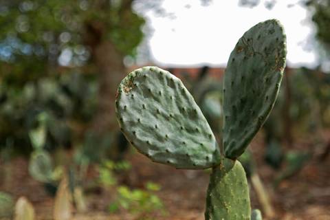AGROECOSSISTEMAS RESILIENTES NO SEMIÁRIDO'