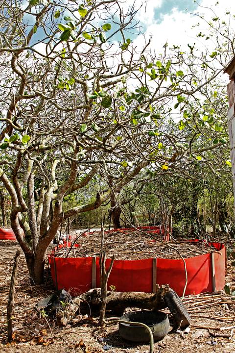 AGROECOSSISTEMAS RESILIENTES NO SEMIÁRIDO'