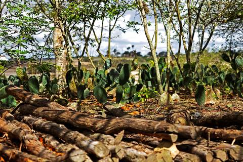 AGROECOSSISTEMAS RESILIENTES NO SEMIÁRIDO'