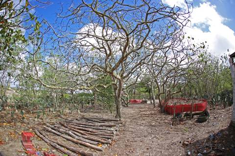 AGROECOSSISTEMAS RESILIENTES NO SEMIÁRIDO'