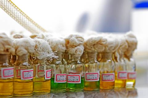 BIOFÁBRICA - CETENE'