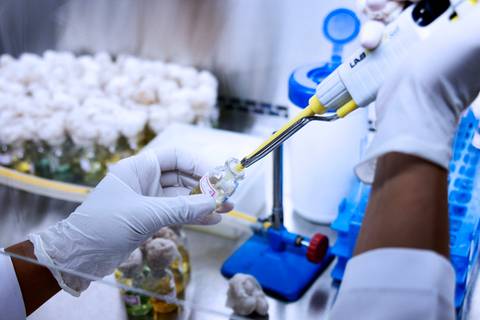 BIOFÁBRICA - CETENE'