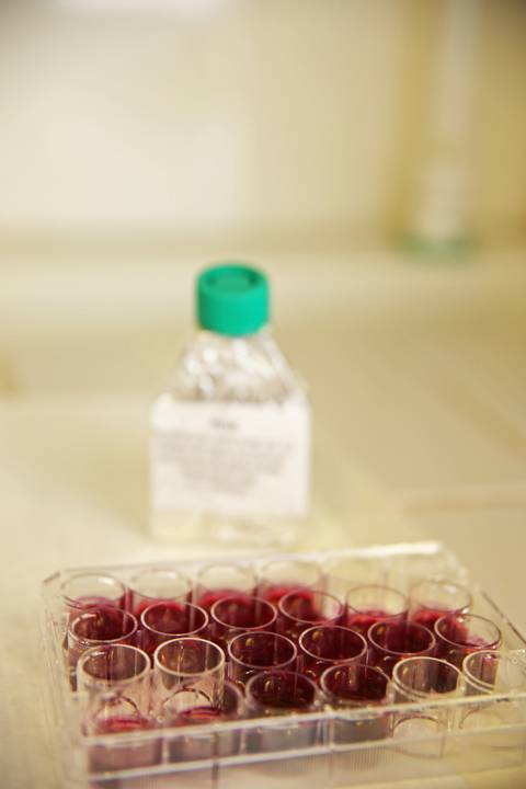 BIOFÁBRICA - CETENE'