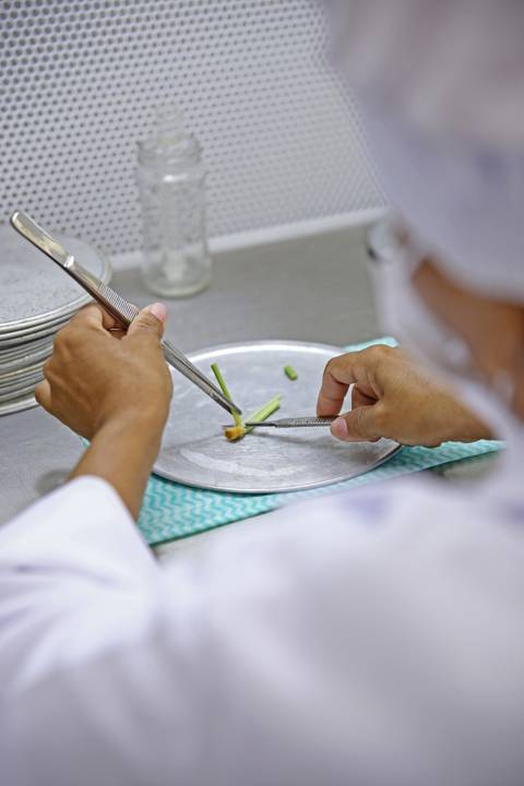 BIOFÁBRICA - CETENE'