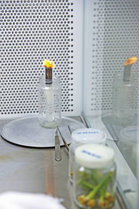 BIOFÁBRICA - CETENE'