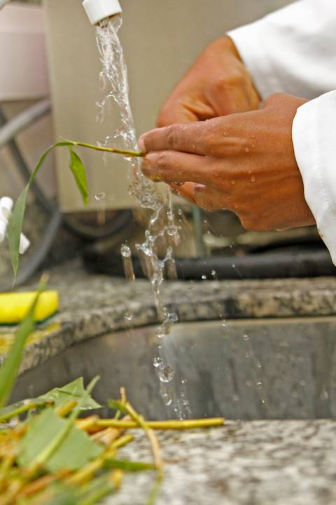 BIOFÁBRICA - CETENE'