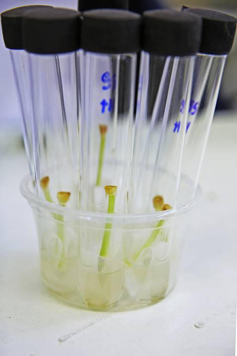 BIOFÁBRICA - CETENE'