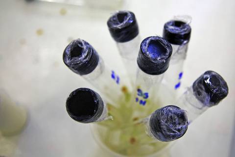 BIOFÁBRICA - CETENE'