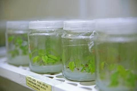 BIOFÁBRICA - CETENE'