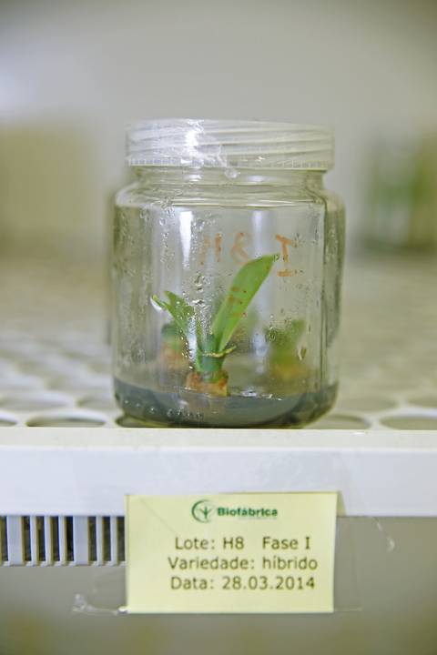 BIOFÁBRICA - CETENE'