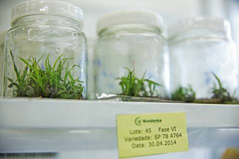 BIOFÁBRICA - CETENE'