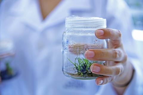 BIOFÁBRICA - CETENE'