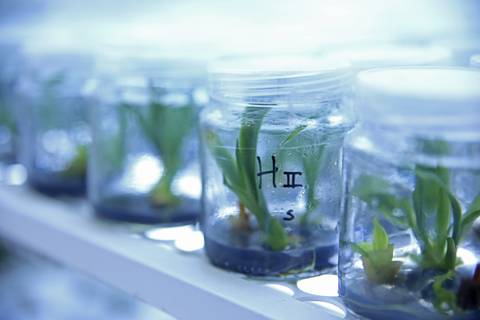 BIOFÁBRICA - CETENE'