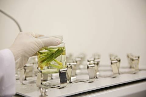 BIOFÁBRICA - CETENE'