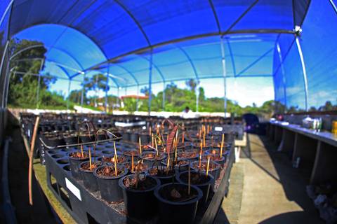 ECOLOGIA FLORESTAL  - IDSM - (INSTITUTO MAMIRAUÁ) - TEFÉ'