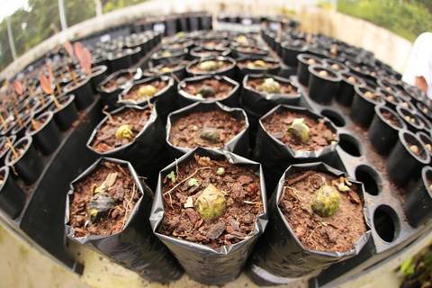 ECOLOGIA FLORESTAL  - IDSM - (INSTITUTO MAMIRAUÁ) - TEFÉ'