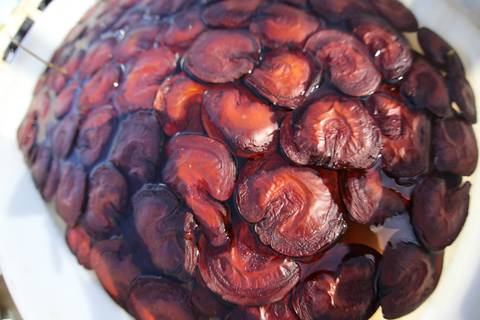 ECOLOGIA FLORESTAL  - IDSM - (INSTITUTO MAMIRAUÁ) - TEFÉ'