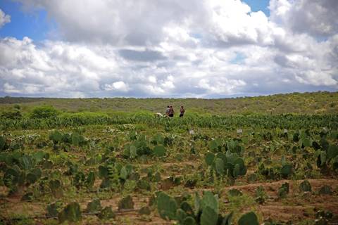 REVITALIZAÇÃO DA PALMA FORRAGEIRA'