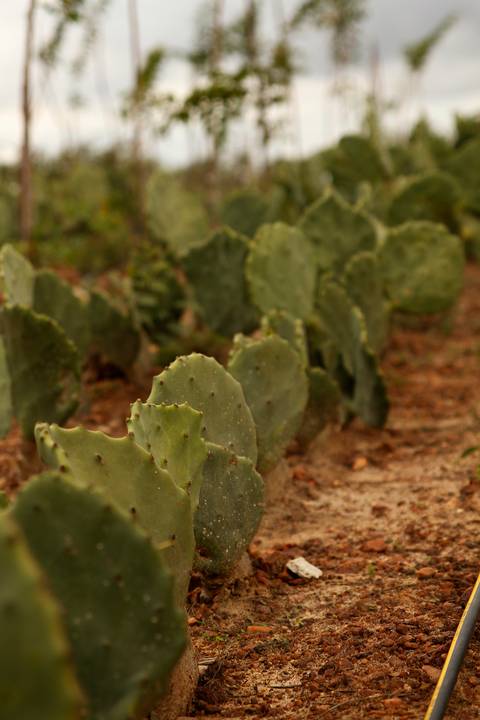 PROJETO ÁGUAS - SISTEMA DE CAPTAÇÃO DAS ÁGUAS DA CHUVA'