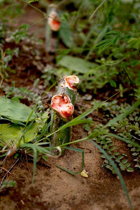 REVITALIZAÇÃO DA PALMA FORRAGEIRA'