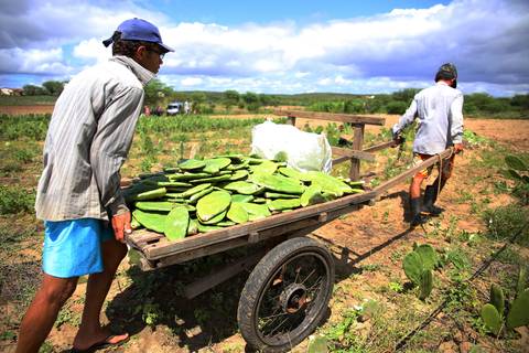 REVITALIZAÇÃO DA PALMA FORRAGEIRA'