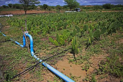REVITALIZAÇÃO DA PALMA FORRAGEIRA'