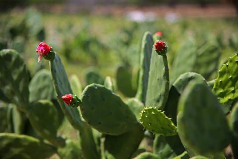 REVITALIZAÇÃO DA PALMA FORRAGEIRA'