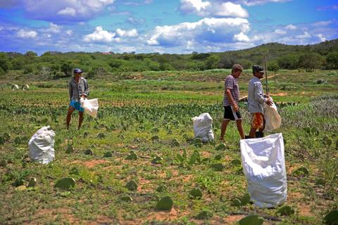 REVITALIZAÇÃO DA PALMA FORRAGEIRA'