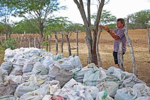 REVITALIZAÇÃO DA PALMA FORRAGEIRA'