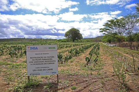 REVITALIZAÇÃO DA PALMA FORRAGEIRA'