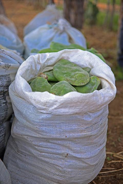 REVITALIZAÇÃO DA PALMA FORRAGEIRA'