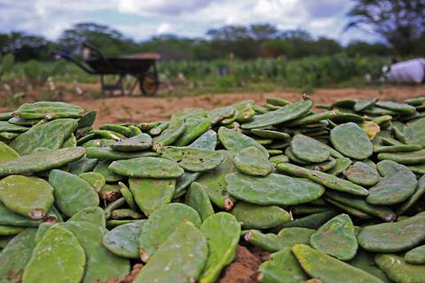 REVITALIZAÇÃO DA PALMA FORRAGEIRA'