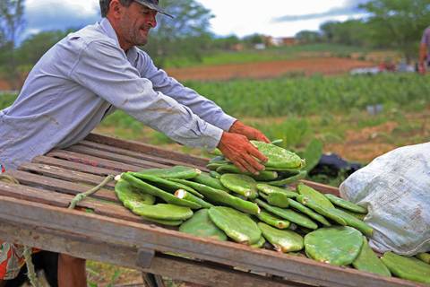 REVITALIZAÇÃO DA PALMA FORRAGEIRA'