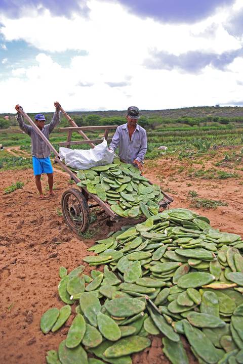 REVITALIZAÇÃO DA PALMA FORRAGEIRA'