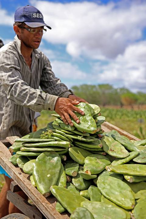 REVITALIZAÇÃO DA PALMA FORRAGEIRA'