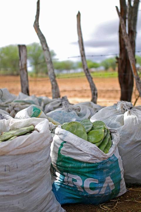REVITALIZAÇÃO DA PALMA FORRAGEIRA'