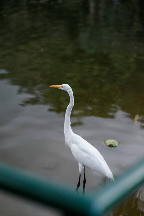 '