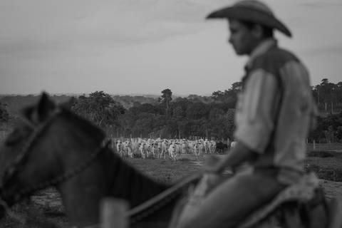 Bovinocultura - Rondonia Foto do Agro Wenderson Araujo/Trilux'