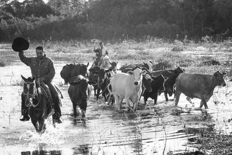 Mato Grosso do Sul - Bovinocultura Foto do Agro Wenderson Araujo/Trilux'