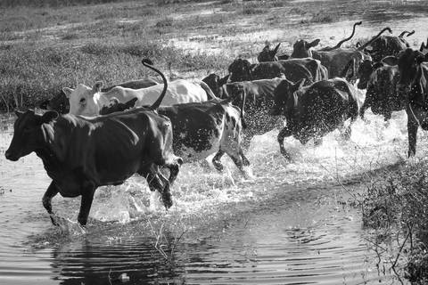 Mato Grosso do Sul - Bovinocultura Foto do Agro Wenderson Araujo/Trilux'