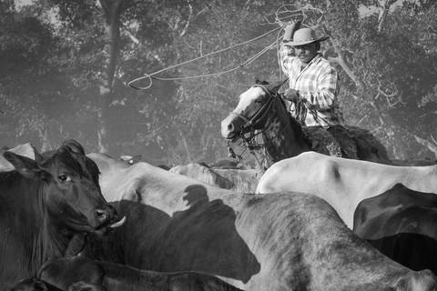 Mato Grosso do Sul - Bovinocultura Foto do Agro Wenderson Araujo/Trilux'