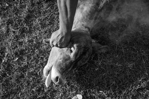 Bovinocultura - Panatanl'