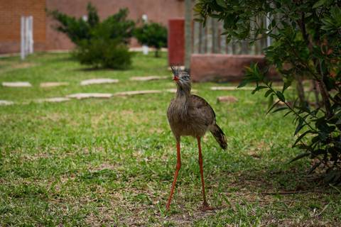 Turismo Rural em Pirenópolis - Goiás. Pousada. Fazenda. SeriemaFoto: Wenderson Araujo/Trilux'