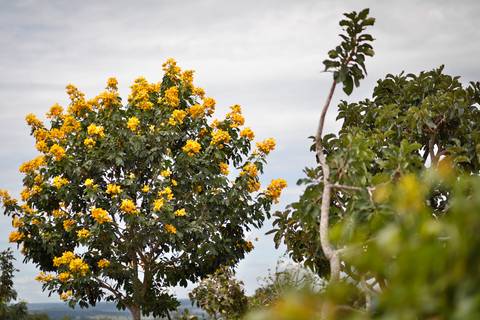 Turismo Rural em Pirenópolis - Goiás. Pousada. Fazenda. Arvores nativas do cerrado. Foto: Wenderson Araujo/Trilux'