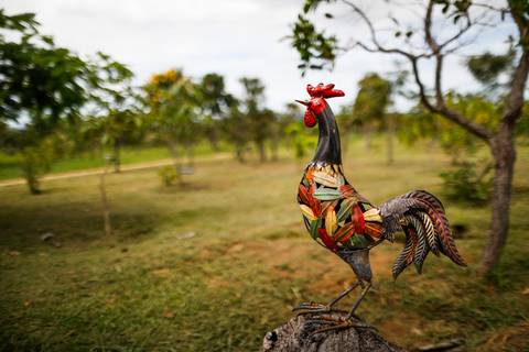 Turismo Rural em Pirenópolis - Goiás. Pousada. Fazenda. Escultura galo.Foto: Wenderson Araujo/Trilux'