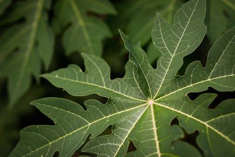 Turismo Rural em Pirenópolis - Goiás. Pousada. Fazenda. Foto: Wenderson Araujo/Trilux'